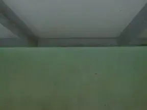 SlaveKittenn